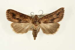 Image of Matopo actinophora Hampson 1909