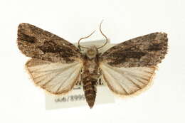 Image of Iambia brunnea Warren 1914