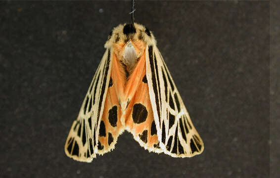 Image of Virgin Tiger Moth