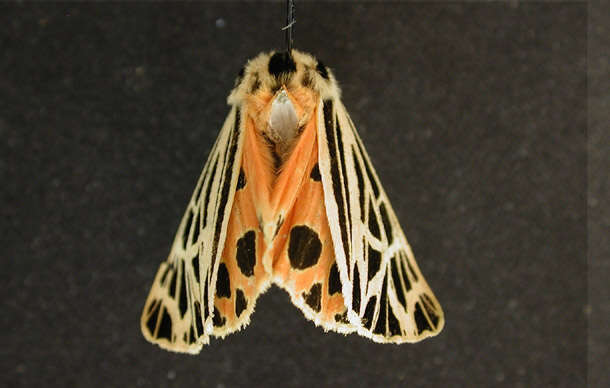 Image of Virgin Tiger Moth