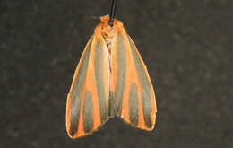 Image of Scarlet-winged Lichen Moth