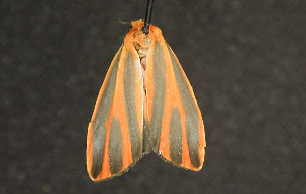 Image of Scarlet-winged Lichen Moth