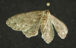 Image of The Small Engrailed