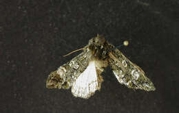 Image of <i>Copivaleria grotei</i>