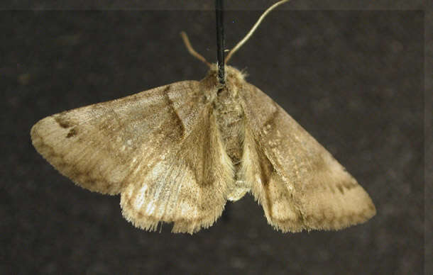 Image of Clover Looper, Range Grass-moth