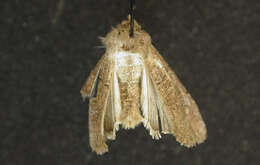 Image of Crocigrapha