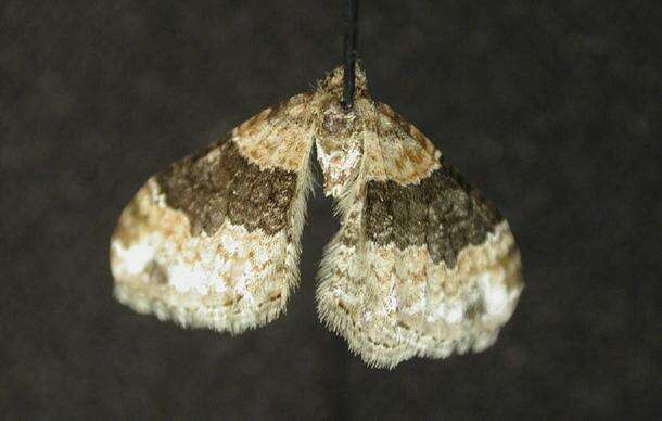 Image of dark-barred twin-spot carpet