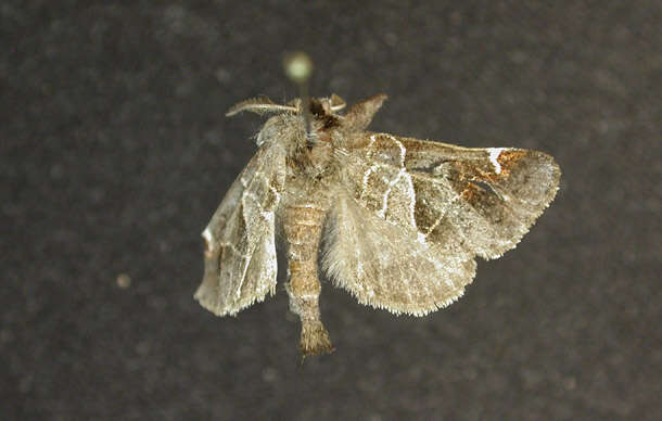 Clostera apicalis Walker 1855的圖片