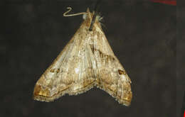 Image of Dark-spotted Palthis, Angulated Snout-moth