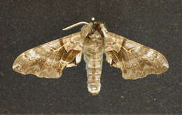 Image of One-eyed Sphinx, Eyed Hawk-moth