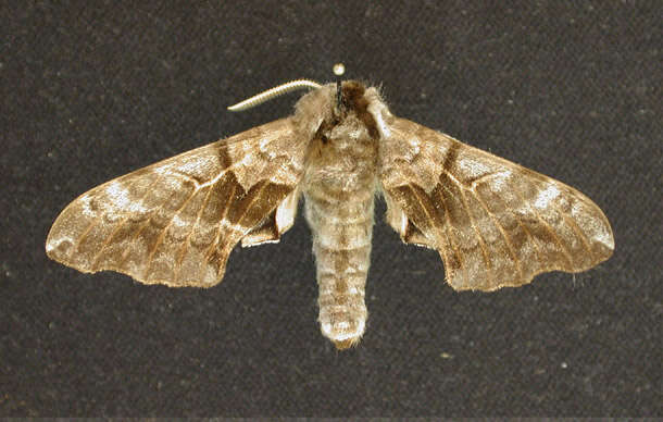 Image of One-eyed Sphinx, Eyed Hawk-moth