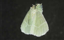 Image of White-Fringed Emerald