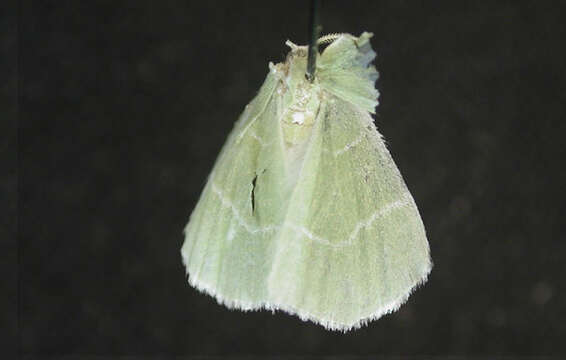 Image of White-Fringed Emerald