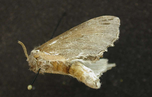 Image of Elegant Prominent