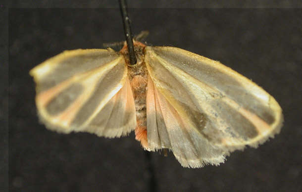 Image of Painted Lichen Moth