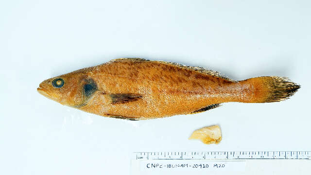 Image of Totoaba