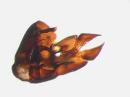 Image of Pipunculus campestris