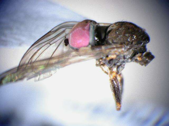 Image of Pipunculus campestris