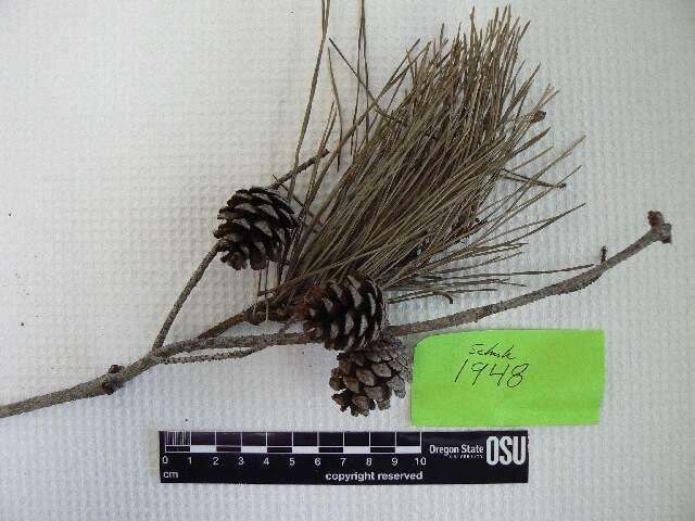 Imagem de Pinus glabra Walter