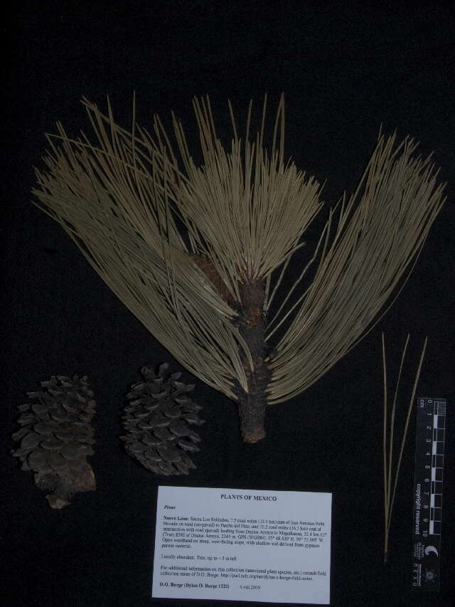 Image of Pinus pseudostrobus var. pseudostrobus