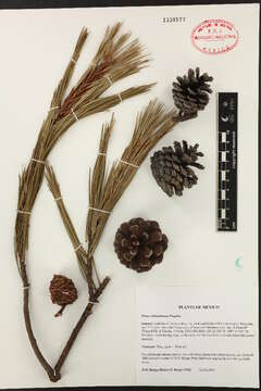 Image of Pinus leiophylla var. chihuahuana (Engelm.) Shaw