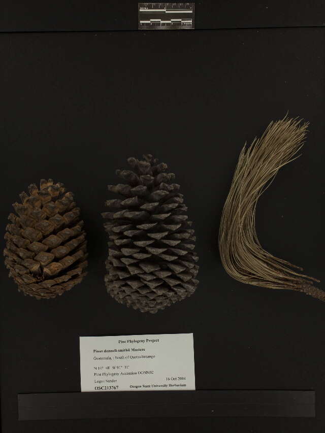 Image of Hartweg's Pine