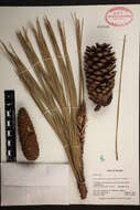 Sivun Pinus elliottii var. densa Little & K. W. Dorman kuva