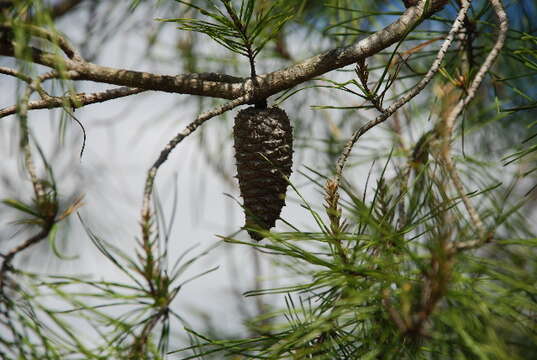 Image of sand pine