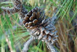 Image of Florida Pine