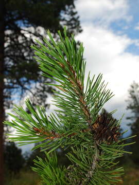 Image of Rocky Mountain lodgepole pine