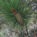 Image of ponderosa pine