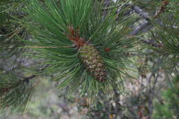 Image of rocky mountain ponderosa pine