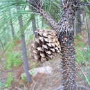 Image of Pinus pseudostrobus var. pseudostrobus