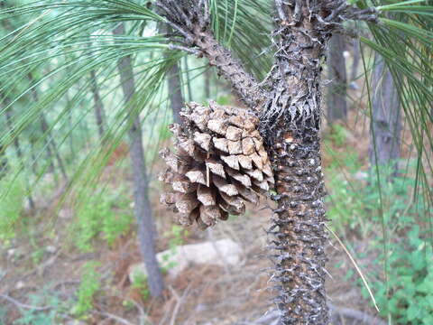 Plancia ëd Pinus pseudostrobus var. pseudostrobus