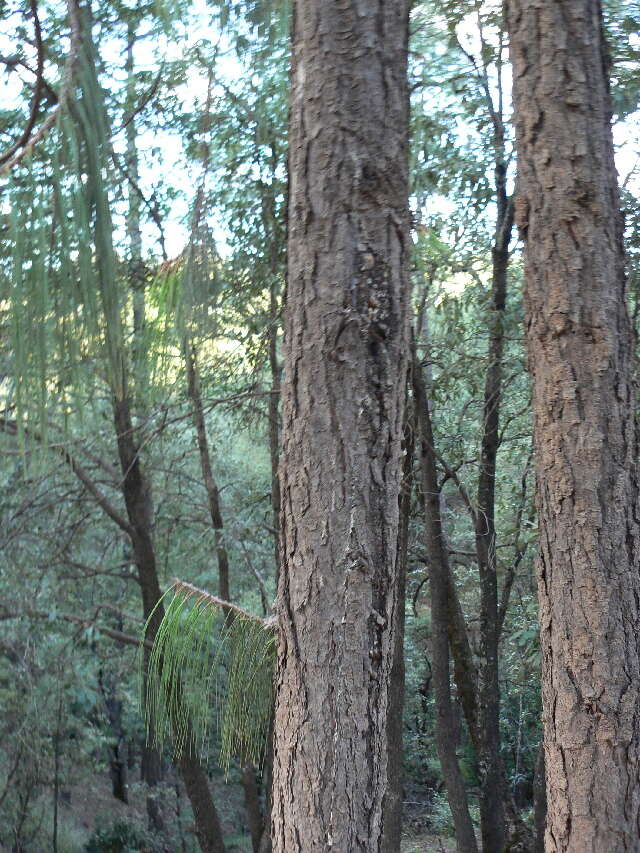 Image of Lumholtz's Pine