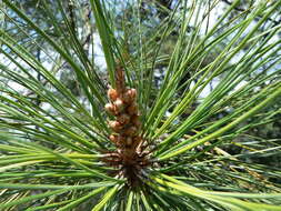 Image of Lawson's Pine