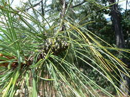 Image of Lawson's Pine