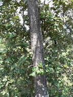 Image of Lawson's Pine