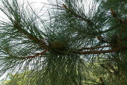 Image of Pringle's Pine