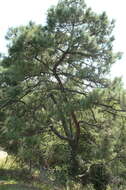 Image of Pringle's Pine