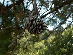 Image of Pringle's Pine