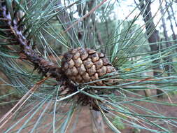 Image of Lawson's Pine