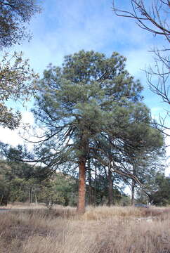 Image of rocky mountain ponderosa pine