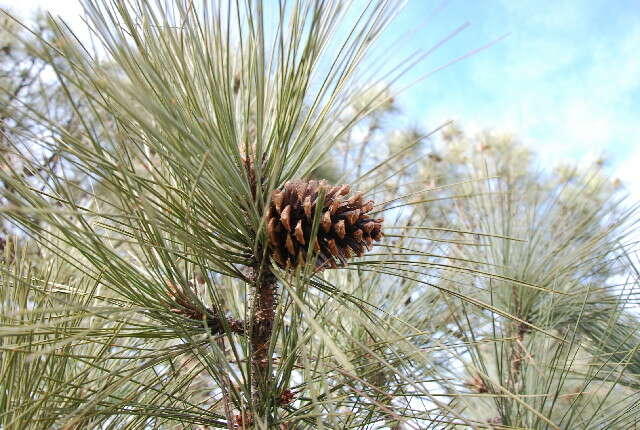 Image of rocky mountain ponderosa pine