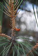 Image of Bull Pine