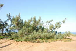 Image of Torrey pine