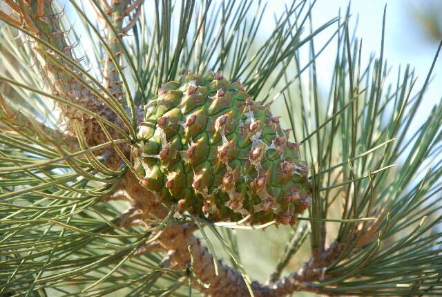 Image of Torrey pine