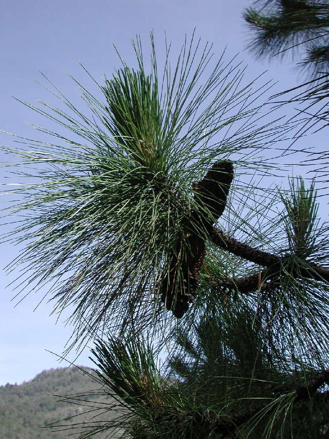 Sivun Pinus montezumae var. montezumae kuva