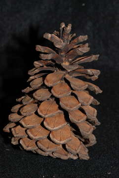 Image of Thin-leaf Pine