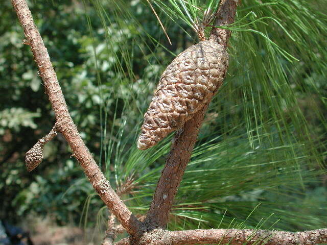 Image of Jalisco Pine